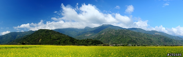 2010~花東油菜花季之旅 (圖多)