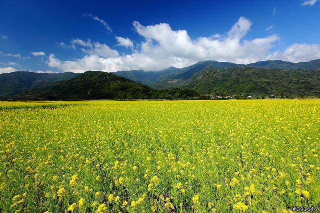 2010~花東油菜花季之旅 (圖多)