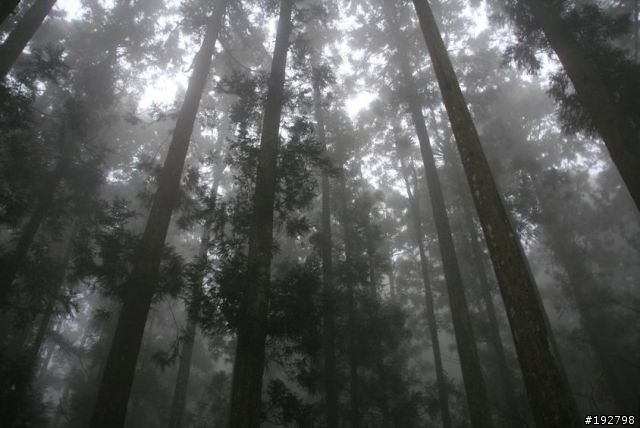 ☆霧鎖山林雲隱天,溪頭賞景練身體☆(三)強身健體~溪頭森林遊樂區