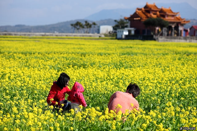 2010~花東油菜花季之旅 (圖多)