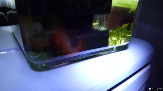 我家的小橘脫殼了~~~