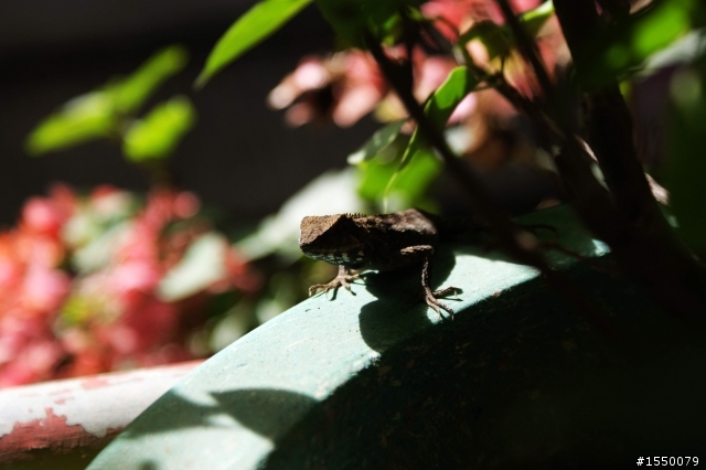 2010年1月9日老爹花圃的詭異事(後續)