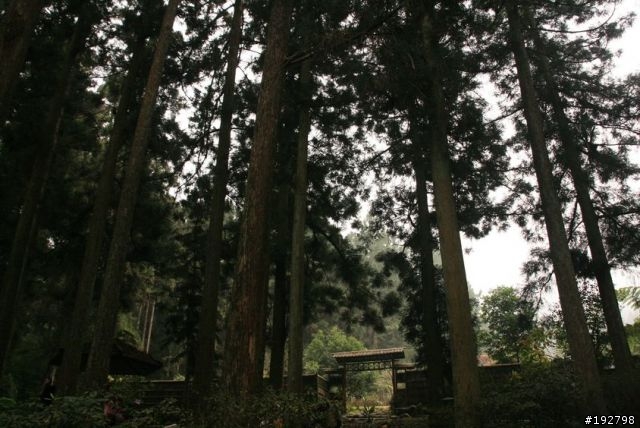 ☆霧鎖山林雲隱天,溪頭賞景練身體☆(三)強身健體~溪頭森林遊樂區