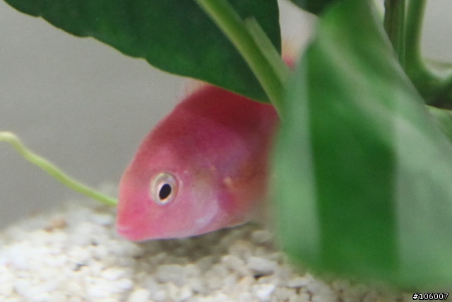 請養魚前輩指點迷津 - 為何只養了一天的孔雀魚尾巴會破碎成如此不堪