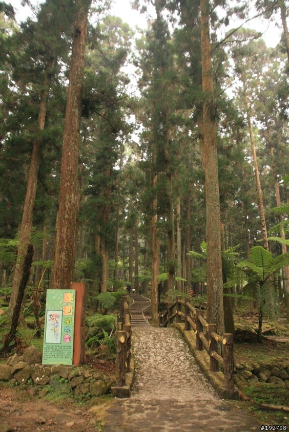 ☆霧鎖山林雲隱天,溪頭賞景練身體☆(三)強身健體~溪頭森林遊樂區