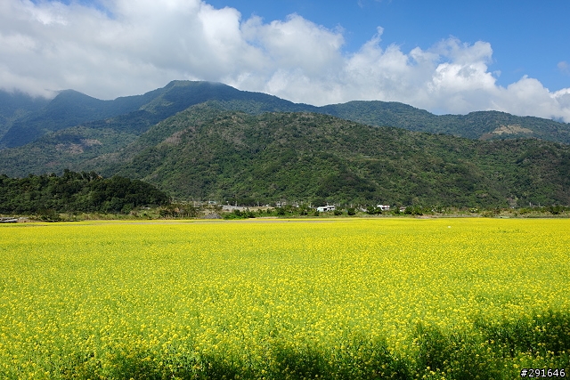 2010~花東油菜花季之旅 (圖多)
