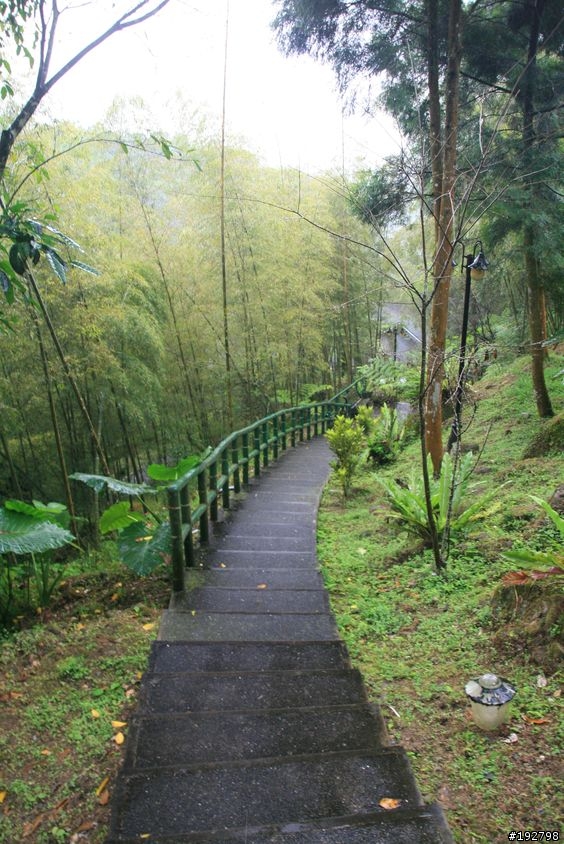 ☆霧鎖山林雲隱天,溪頭賞景練身體☆(四)嚇鼠倫~新明山渡假飯店
