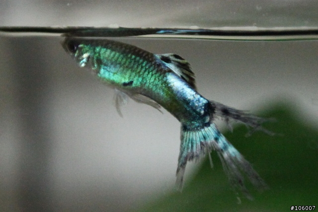 請養魚前輩指點迷津 - 為何只養了一天的孔雀魚尾巴會破碎成如此不堪