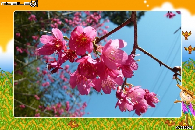 【分享】東眼山櫻花悄悄綻放囉!