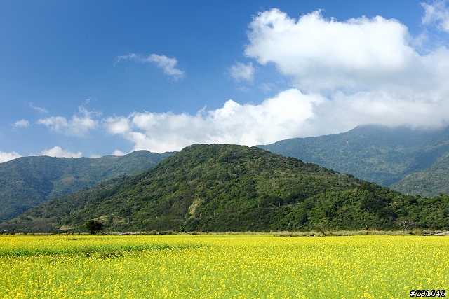 2010~花東油菜花季之旅 (圖多)