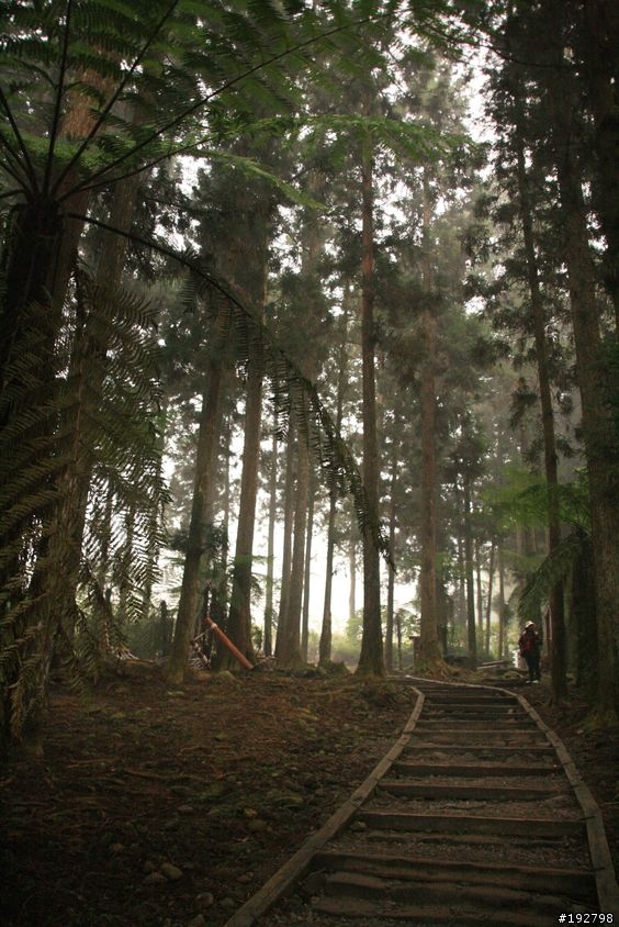 ☆霧鎖山林雲隱天,溪頭賞景練身體☆(三)強身健體~溪頭森林遊樂區