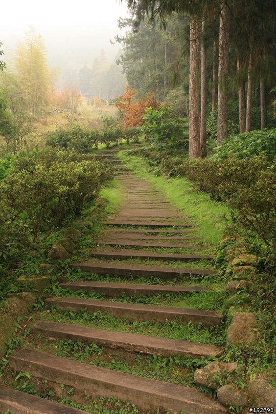 ☆霧鎖山林雲隱天,溪頭賞景練身體☆(三)強身健體~溪頭森林遊樂區