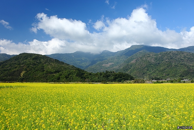 2010~花東油菜花季之旅 (圖多)