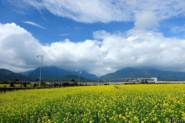 2010~花東油菜花季之旅 (圖多)
