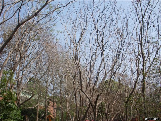 南投縣集集鎮環鎮自行車道啟用體驗活動--活力集集鐵馬行