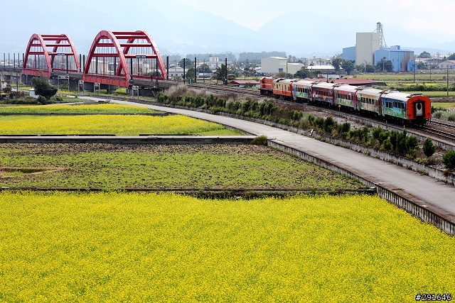2010~花東油菜花季之旅 (圖多)