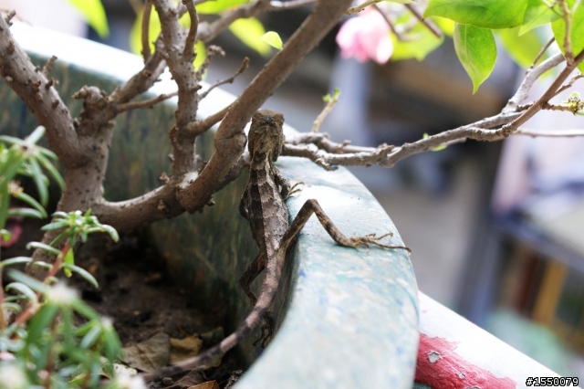 2010年1月9日老爹花圃的詭異事(後續)