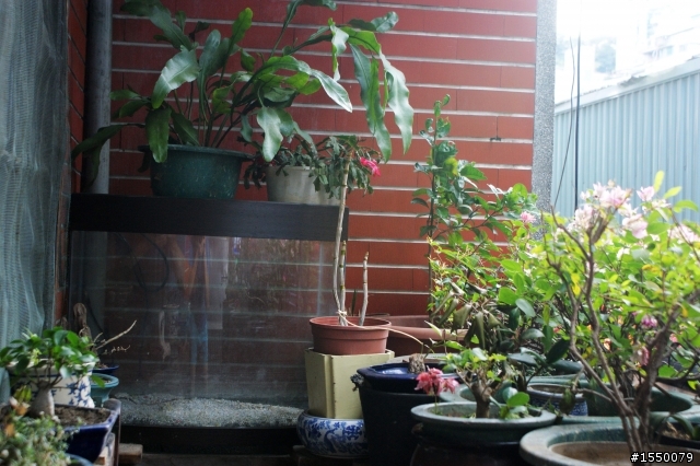 2010年1月9日老爹花圃的詭異事(後續)