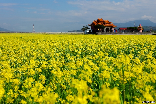 2010~花東油菜花季之旅 (圖多)