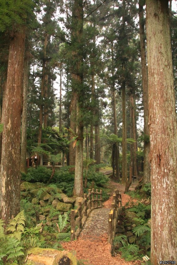 ☆霧鎖山林雲隱天,溪頭賞景練身體☆(三)強身健體~溪頭森林遊樂區