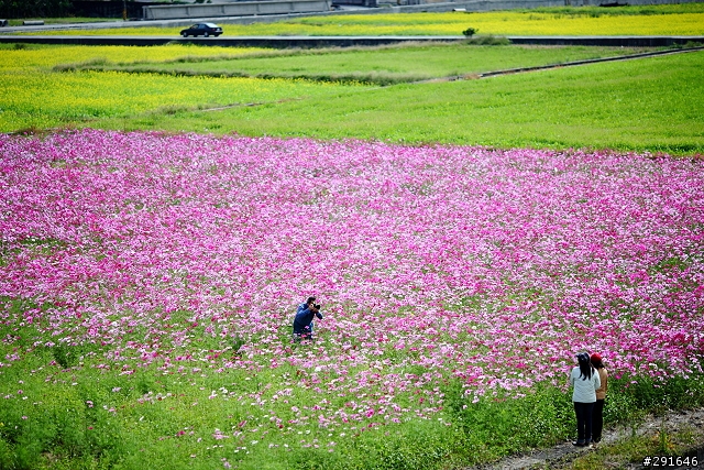 2010~花東油菜花季之旅 (圖多)