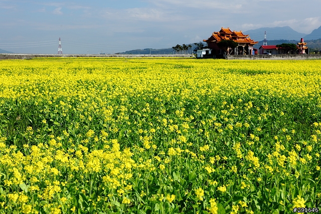 2010~花東油菜花季之旅 (圖多)