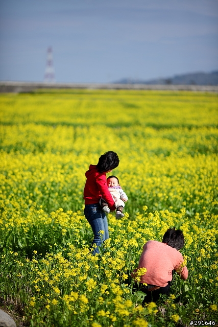 2010~花東油菜花季之旅 (圖多)