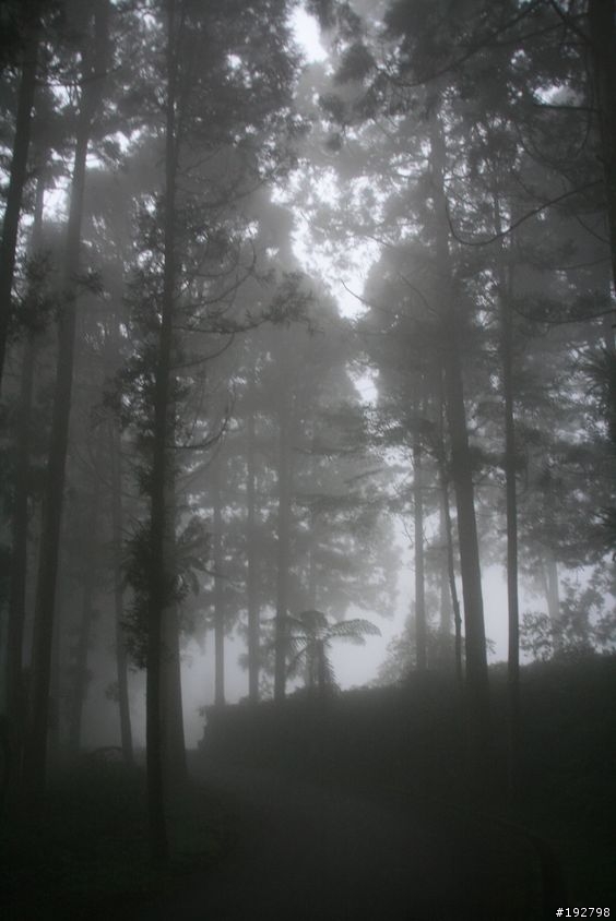 ☆霧鎖山林雲隱天,溪頭賞景練身體☆(三)強身健體~溪頭森林遊樂區