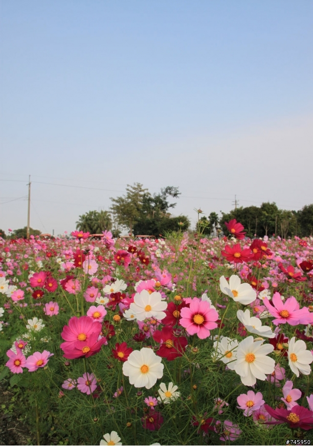 【田尾公路花園】,波斯菊花海