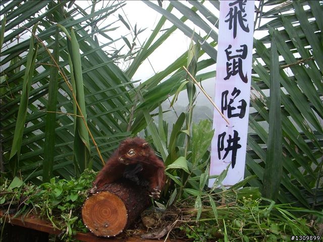 桃園縣復興鄉「2010年櫻花季暨自行車逍遙遊活動」 沒來真的很可惜喔