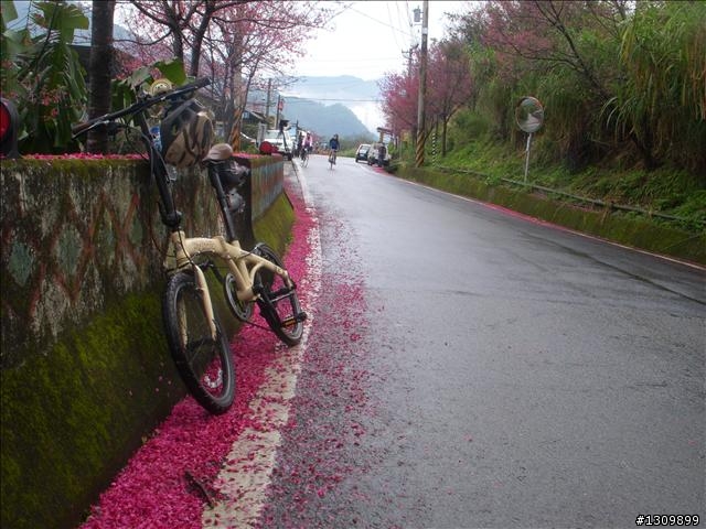 桃園縣復興鄉「2010年櫻花季暨自行車逍遙遊活動」 沒來真的很可惜喔