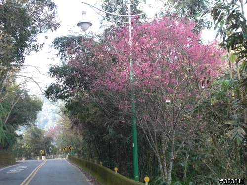櫻花開了-日月潭環湖與月潭自行車道