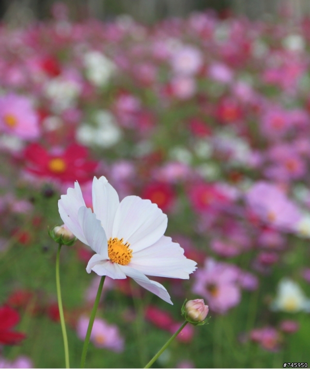 【田尾公路花園】,波斯菊花海