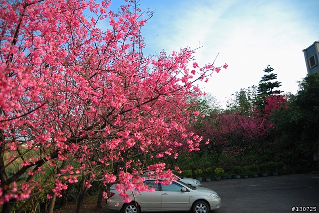 忠貞市場櫻花,無名米乾,隱藏版外省婆婆臘肉行