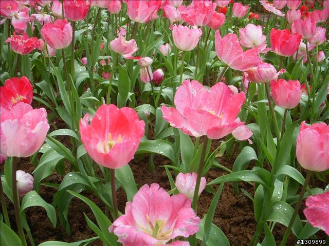 桃園縣復興鄉「2010年櫻花季暨自行車逍遙遊活動」 沒來真的很可惜喔