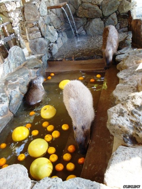 老鼠的加料柚子湯 (東北亞才對)