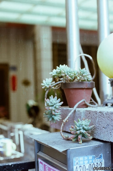 Nikon FE2 電影底片 250D