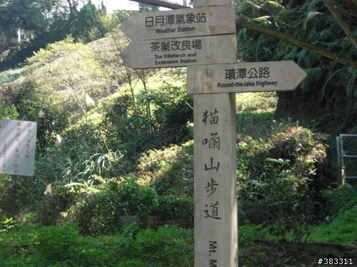 櫻花開了-日月潭環湖與月潭自行車道