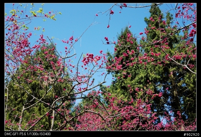 【開箱分享】Panasonic GF1 隨心所欲,初體驗 (2010.02.18 包包入手)