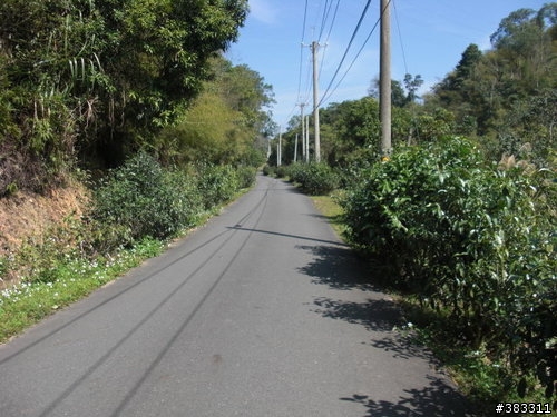 櫻花開了-日月潭環湖與月潭自行車道