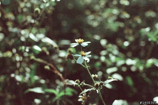 Nikon FE2 電影底片 250D