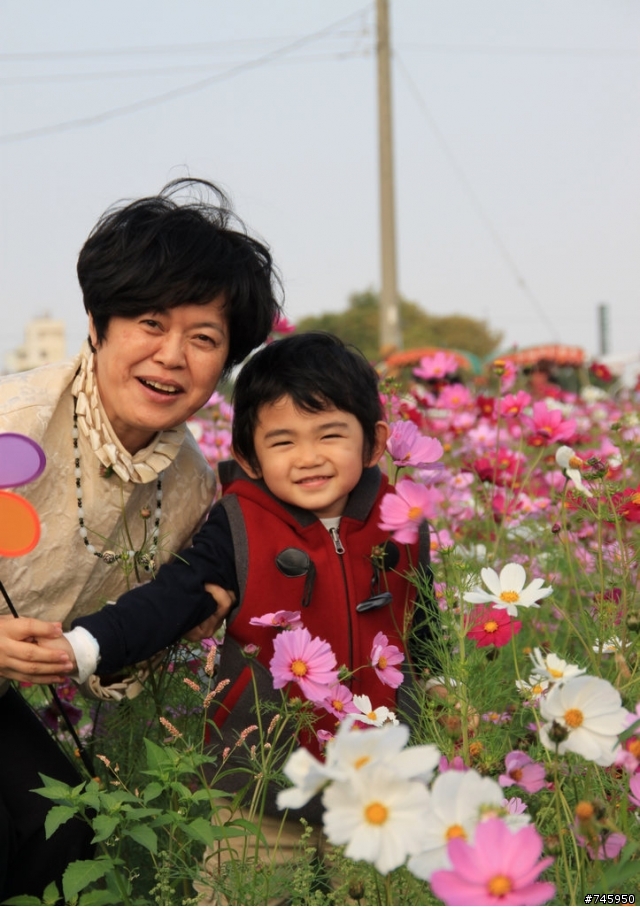 【田尾公路花園】,波斯菊花海