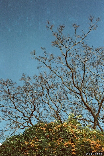 Nikon FE2 電影底片 250D