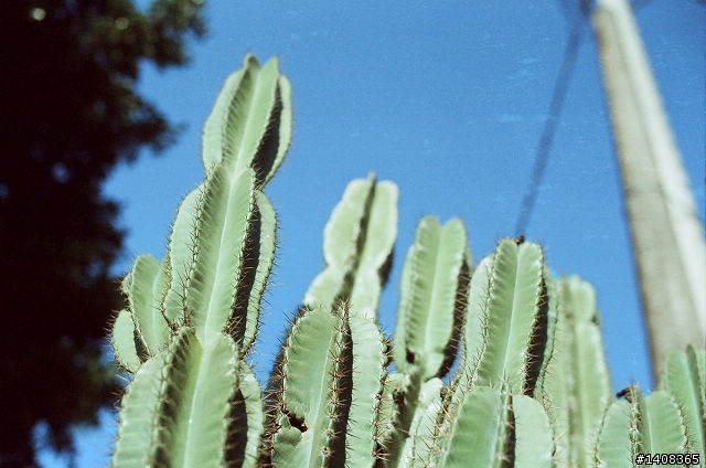 Nikon FE2 電影底片 250D