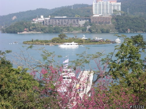 櫻花開了-日月潭環湖與月潭自行車道