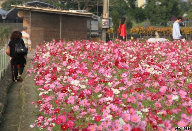 【田尾公路花園】,波斯菊花海