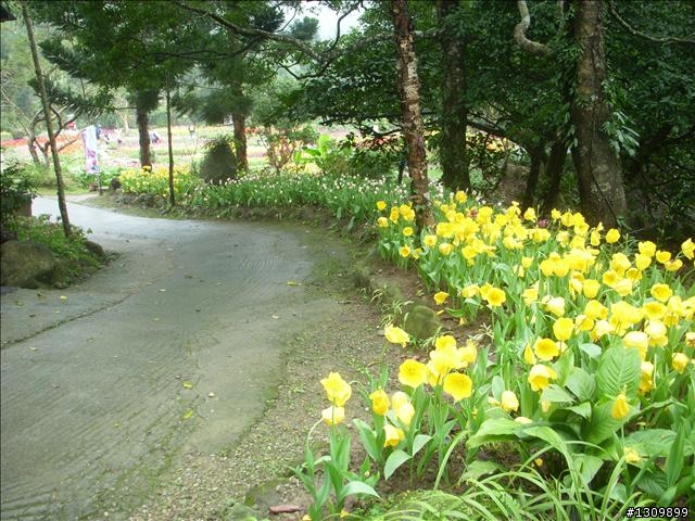 桃園縣復興鄉「2010年櫻花季暨自行車逍遙遊活動」 沒來真的很可惜喔