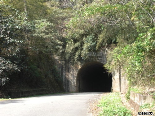 櫻花開了-日月潭環湖與月潭自行車道