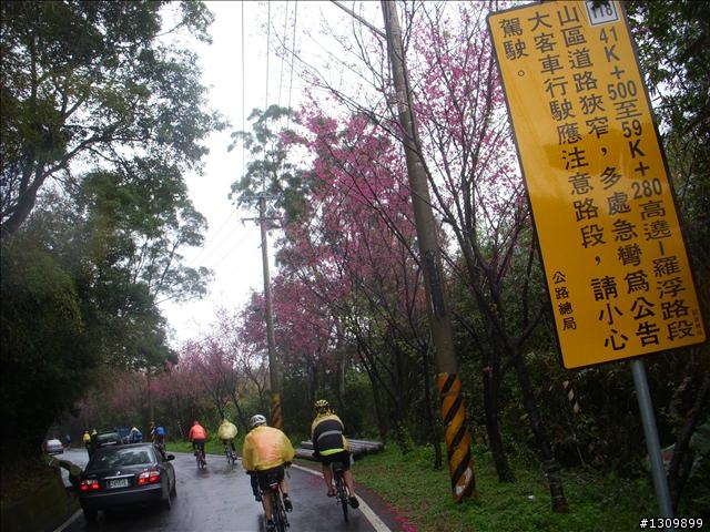 桃園縣復興鄉「2010年櫻花季暨自行車逍遙遊活動」 沒來真的很可惜喔