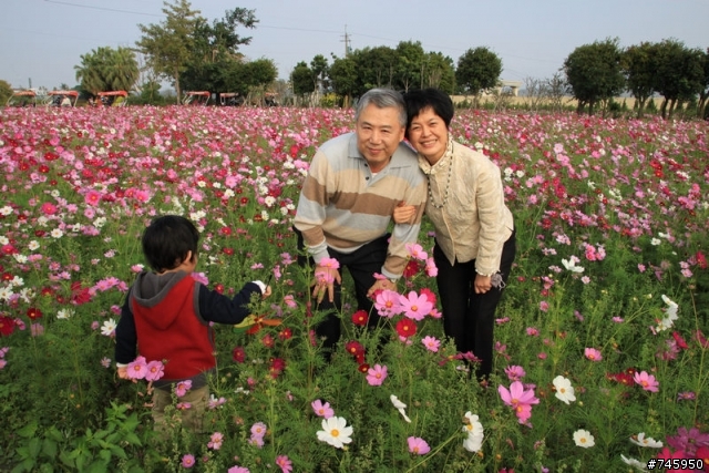 【田尾公路花園】,波斯菊花海
